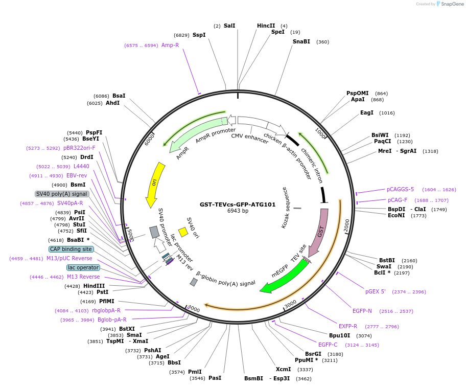 171415-plasmid-map-sequence-id-337564