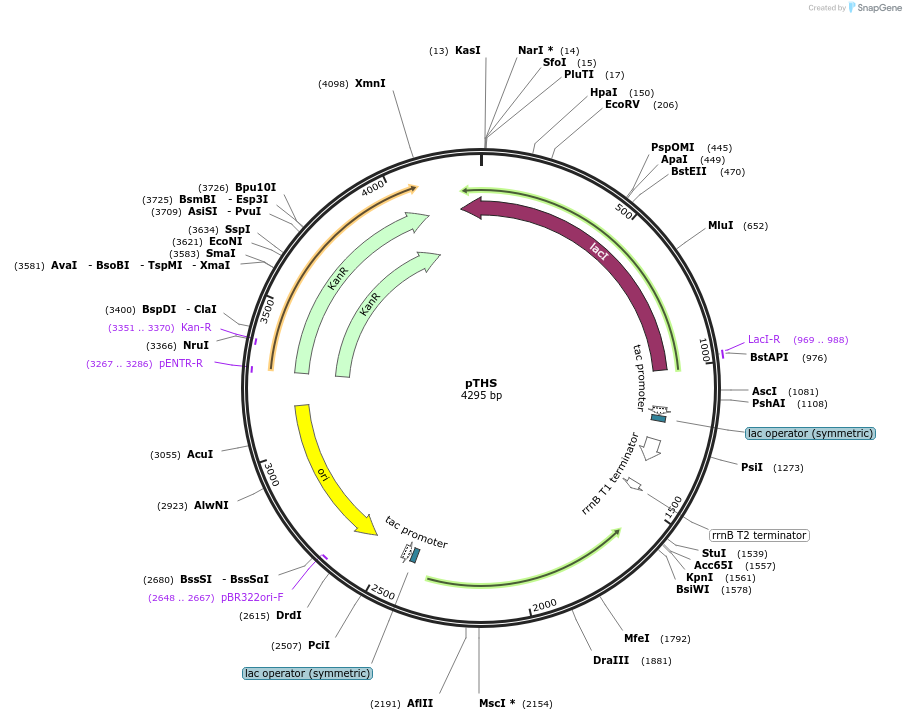 166938-plasmid-map-sequence-id-337565