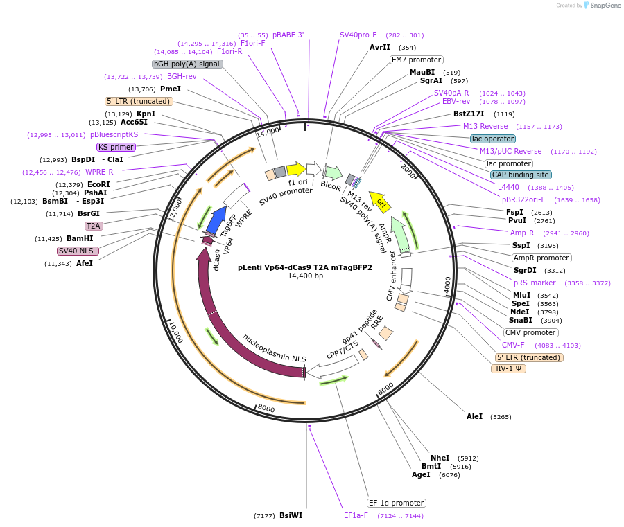 171052-plasmid-map-sequence-id-337581