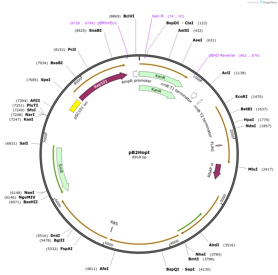 163830-plasmid-map-sequence-id-337586
