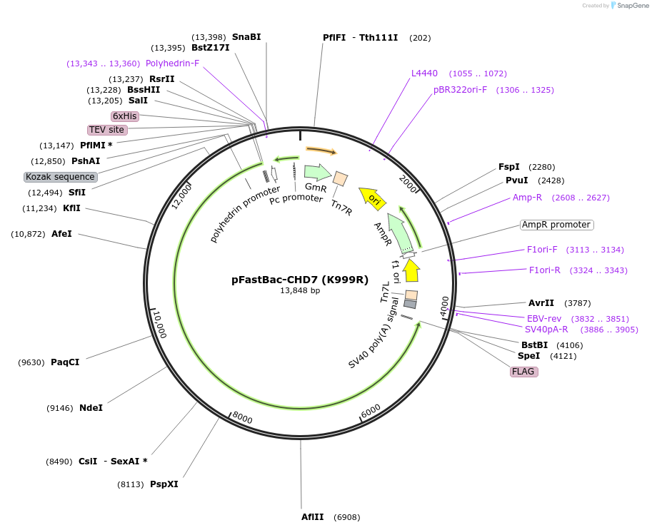 170142-plasmid-map-sequence-id-337594