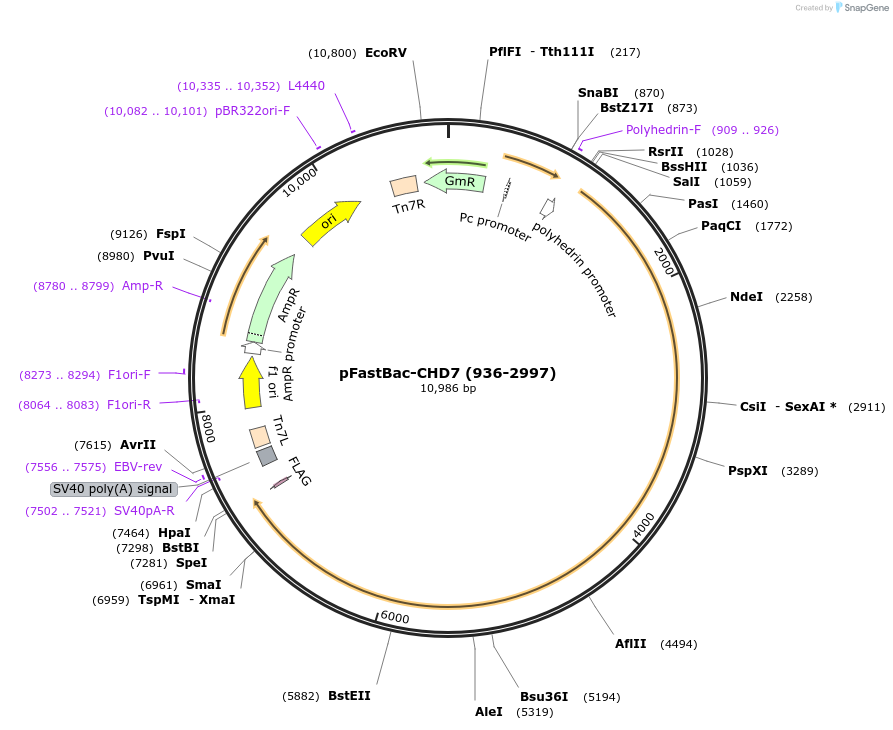 170147-plasmid-map-sequence-id-337600