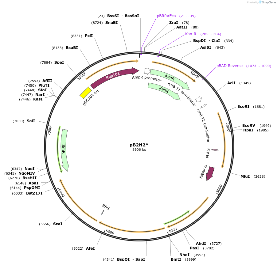 163834-plasmid-map-sequence-id-337601