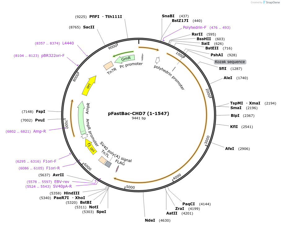 170144-plasmid-map-sequence-id-337602