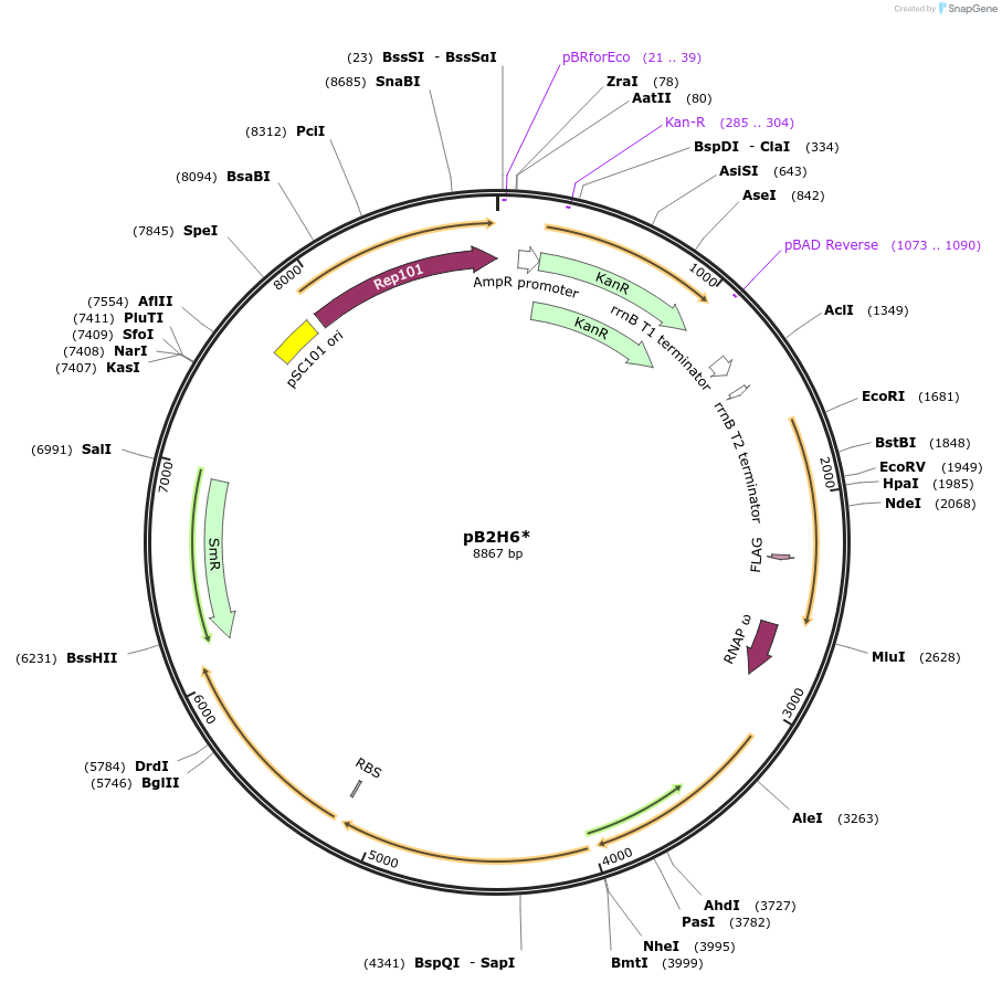 163836-plasmid-map-sequence-id-337604