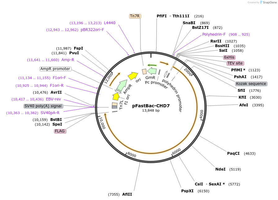 170141-plasmid-map-sequence-id-337605