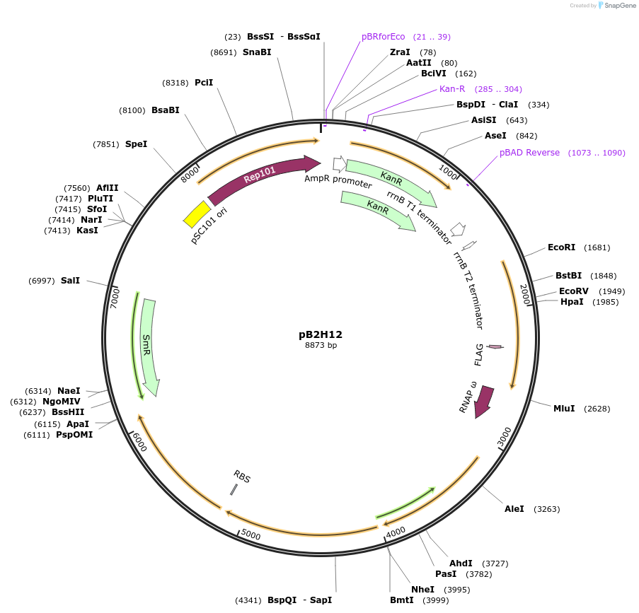 163837-plasmid-map-sequence-id-337607