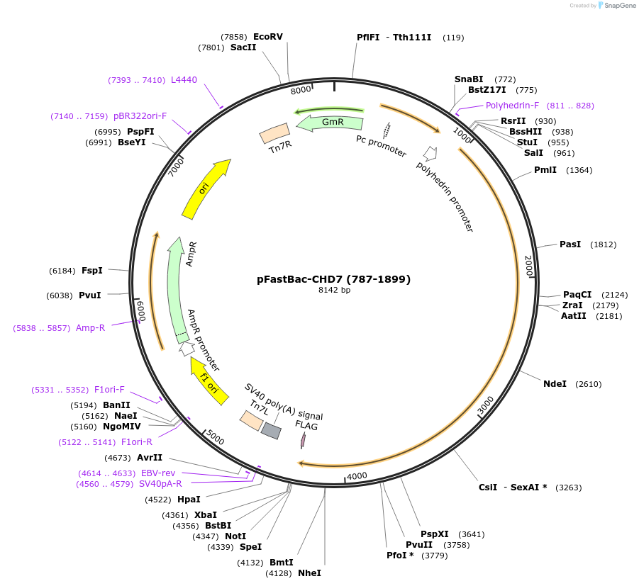 170145-plasmid-map-sequence-id-337608