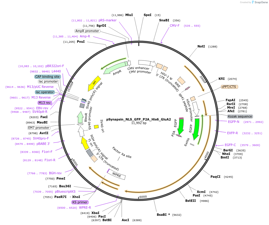 170453-plasmid-map-sequence-id-337614
