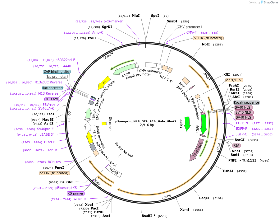 170454-plasmid-map-sequence-id-337615
