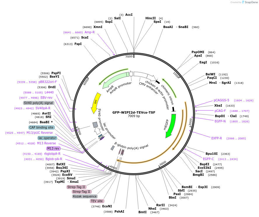 171420-plasmid-map-sequence-id-337619