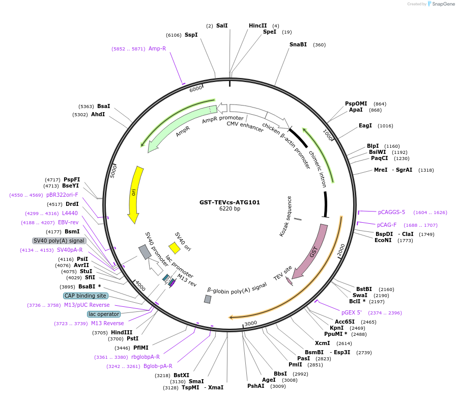 171414-plasmid-map-sequence-id-337620