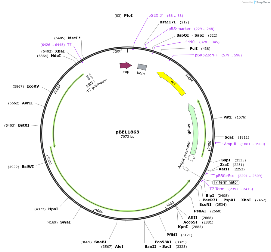170412-plasmid-map-sequence-id-337621