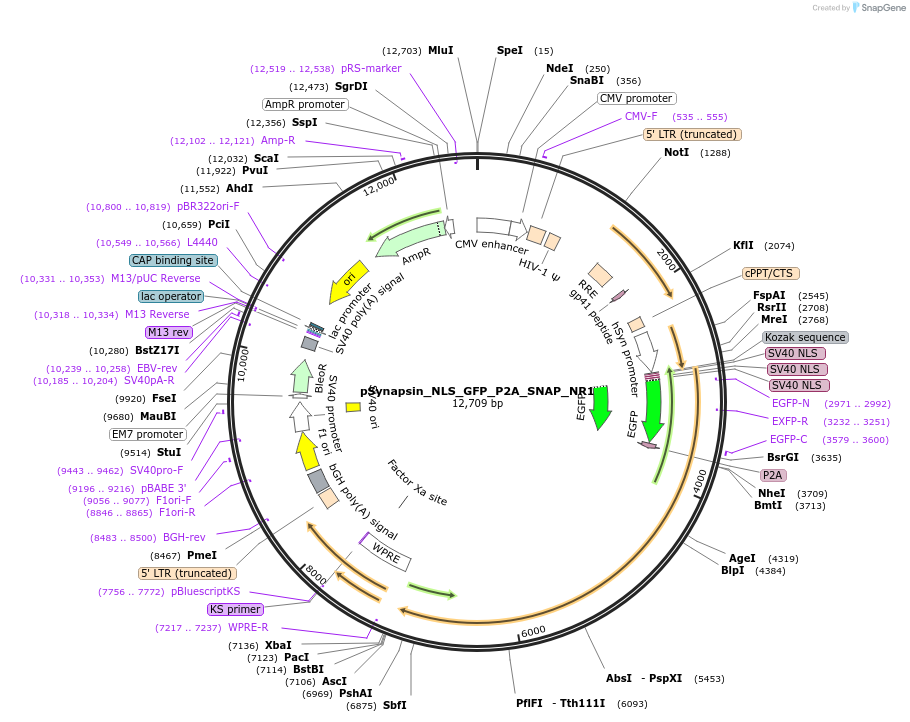 170458-plasmid-map-sequence-id-337623