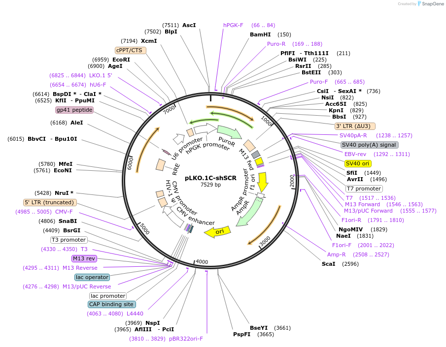 139472-plasmid-map-sequence-id-337630