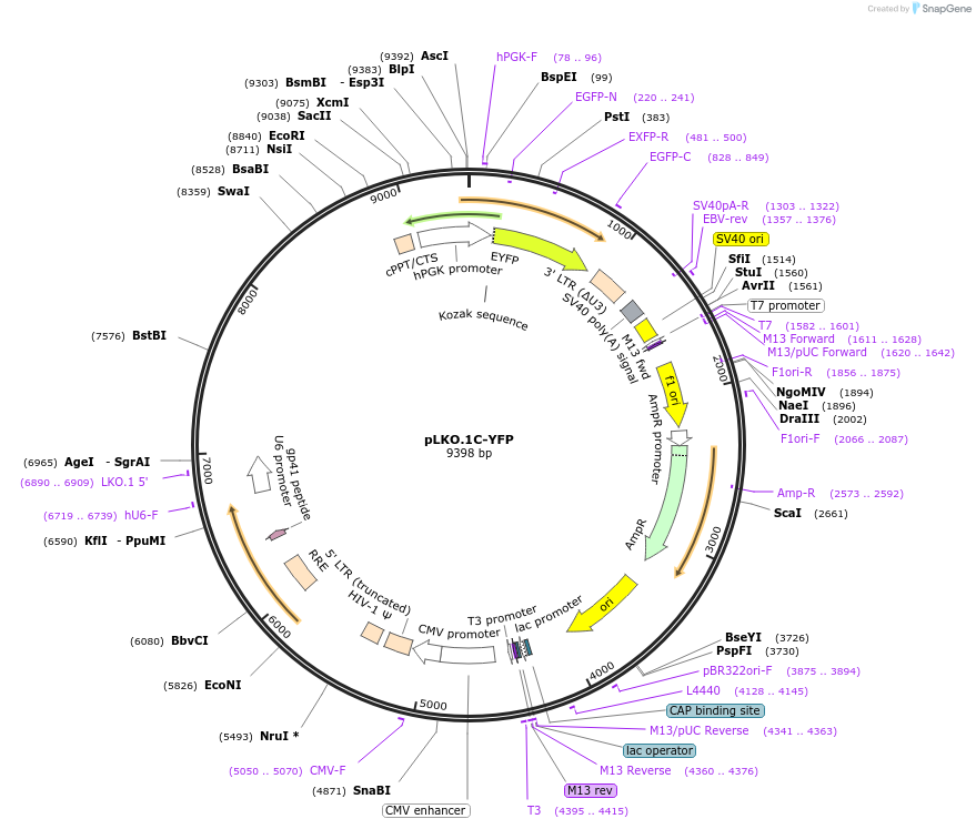 139646-plasmid-map-sequence-id-337631