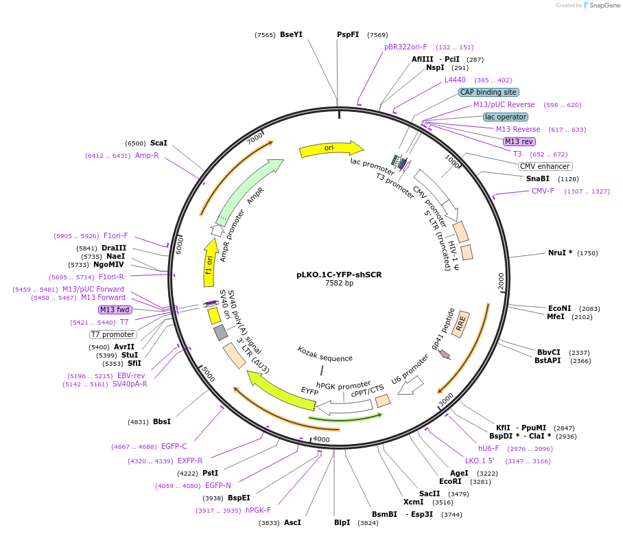 139647-plasmid-map-sequence-id-337632