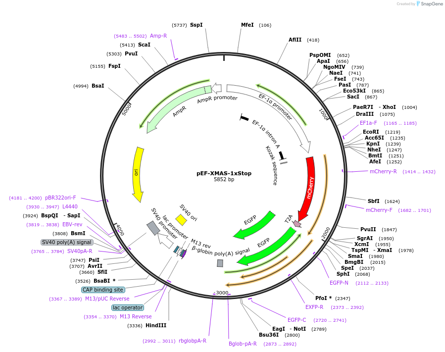 164411-plasmid-map-sequence-id-337634