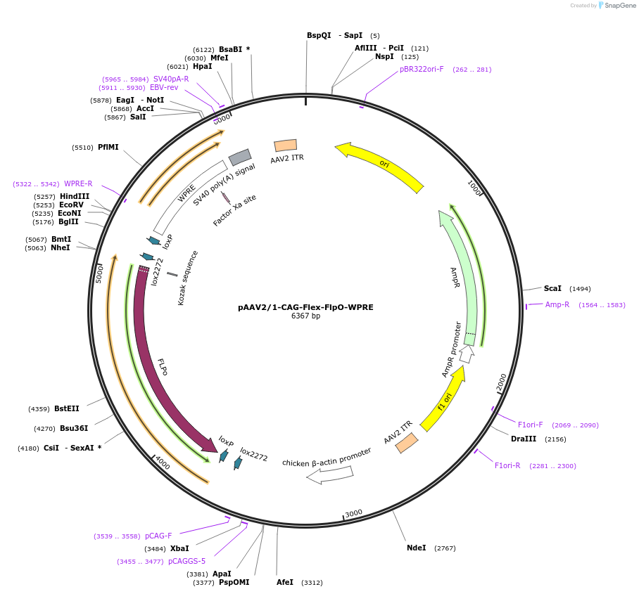 171690-plasmid-map-sequence-id-337639