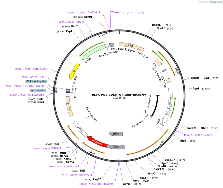 68856-plasmid-map-sequence-id-337640