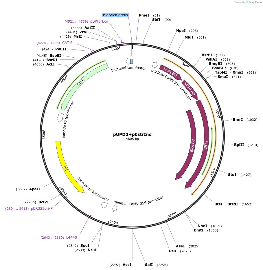 170880-plasmid-map-sequence-id-337642
