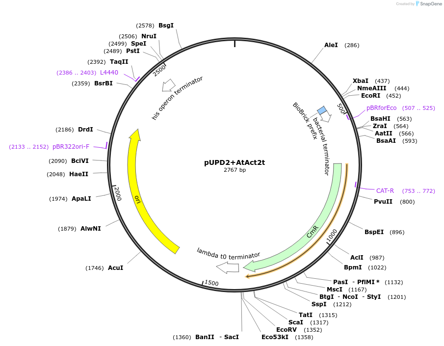 170882-plasmid-map-sequence-id-337643
