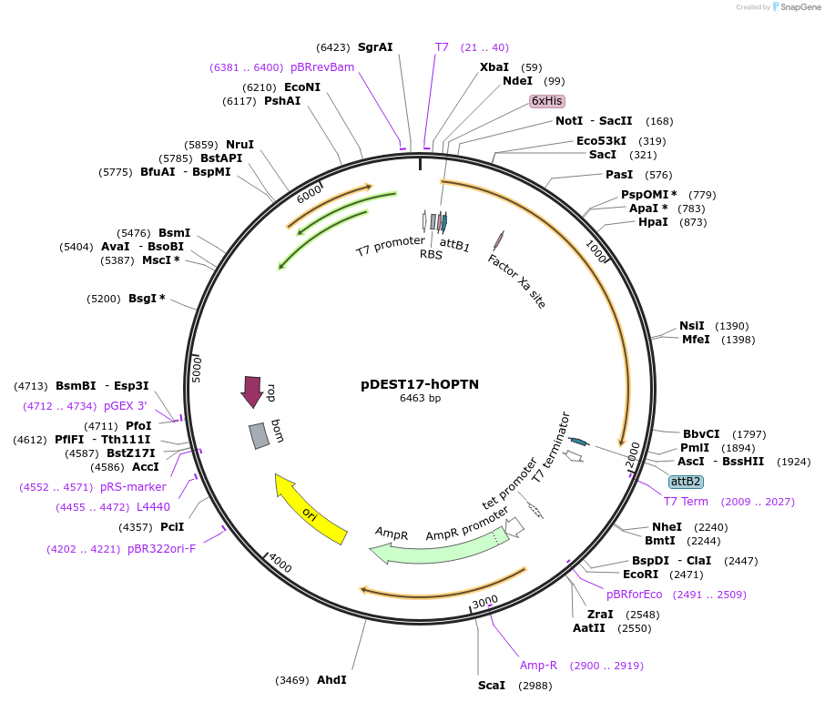 23053-plasmid-map-sequence-id-337647