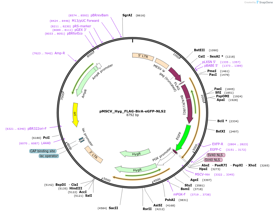 170917-plasmid-map-sequence-id-337687