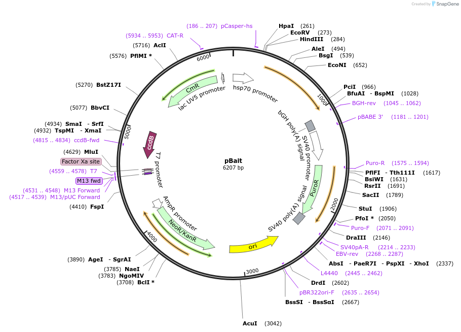 165146-plasmid-map-sequence-id-337690