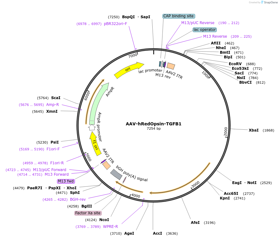 164427-plasmid-map-sequence-id-337694