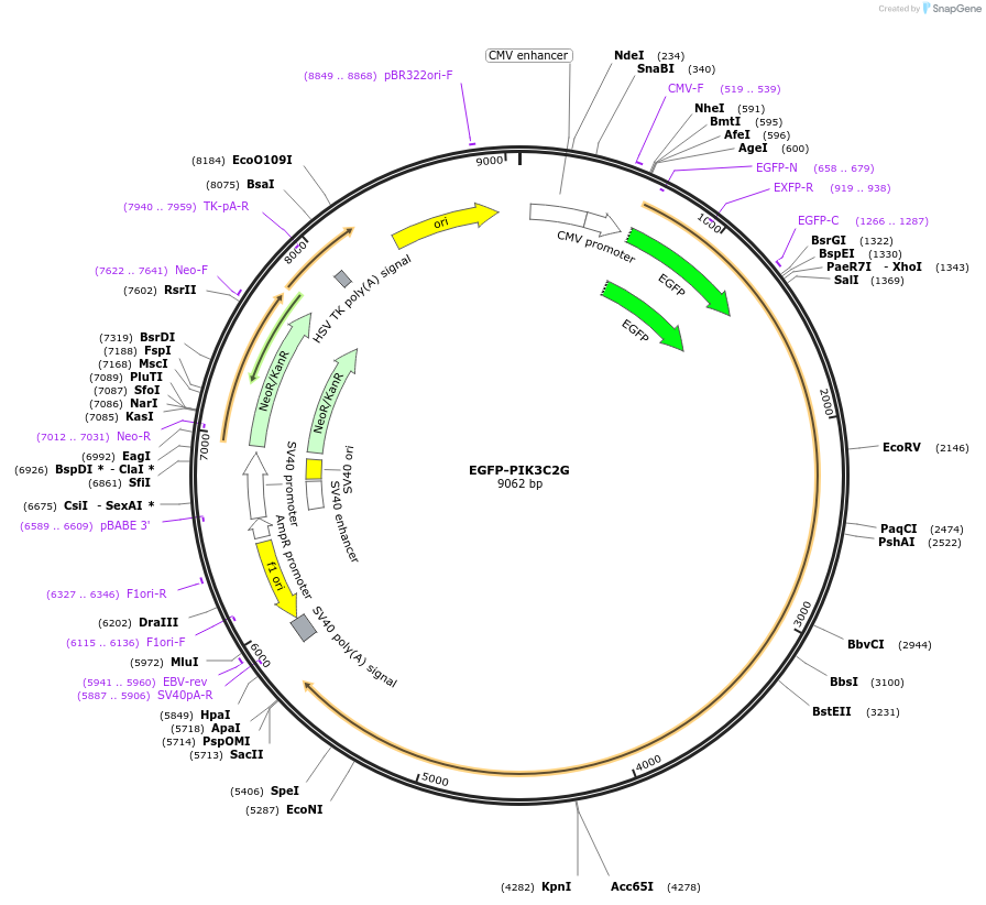 171946-plasmid-map-sequence-id-337698