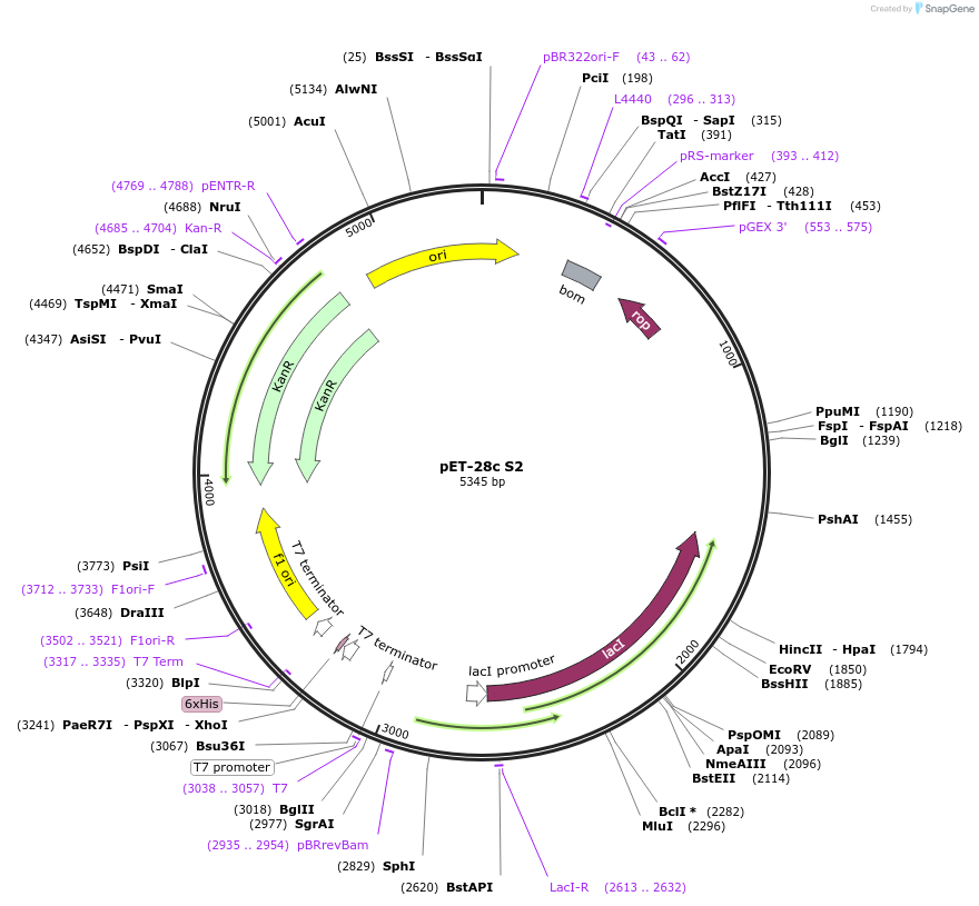 171920-plasmid-map-sequence-id-337701