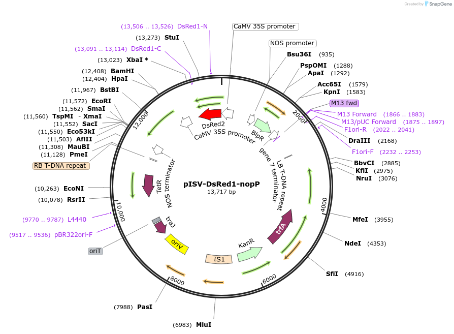 171025-plasmid-map-sequence-id-337715