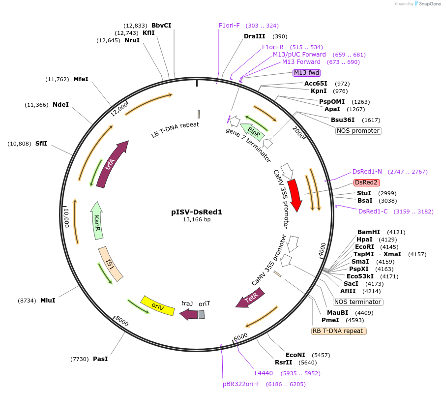 171024-plasmid-map-sequence-id-337720