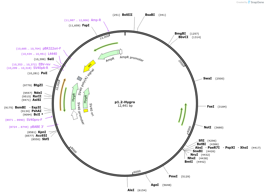 162741-plasmid-map-sequence-id-337733