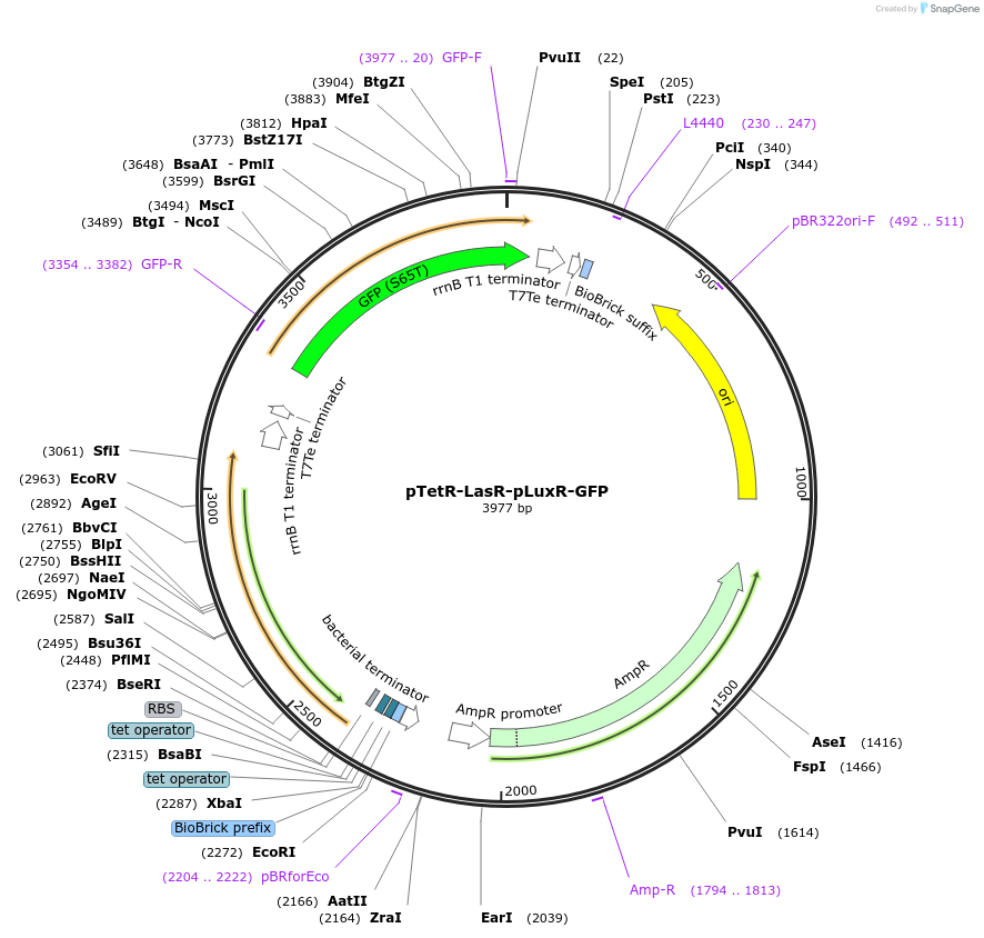 171159-plasmid-map-sequence-id-337739