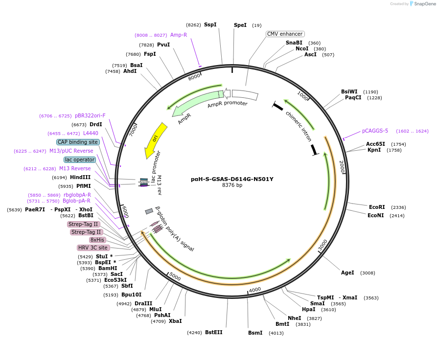 171748-plasmid-map-sequence-id-337770