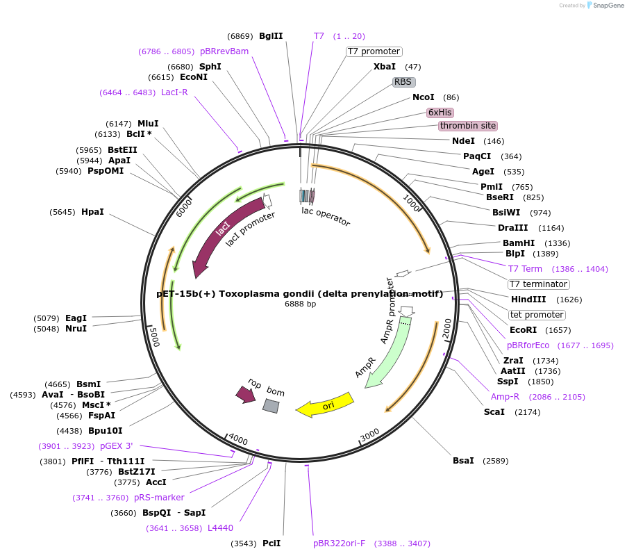 170789-plasmid-map-sequence-id-337771