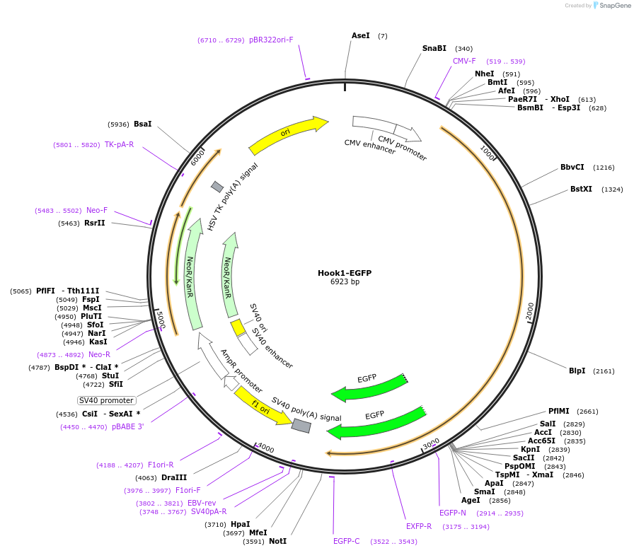 171941-plasmid-map-sequence-id-337774