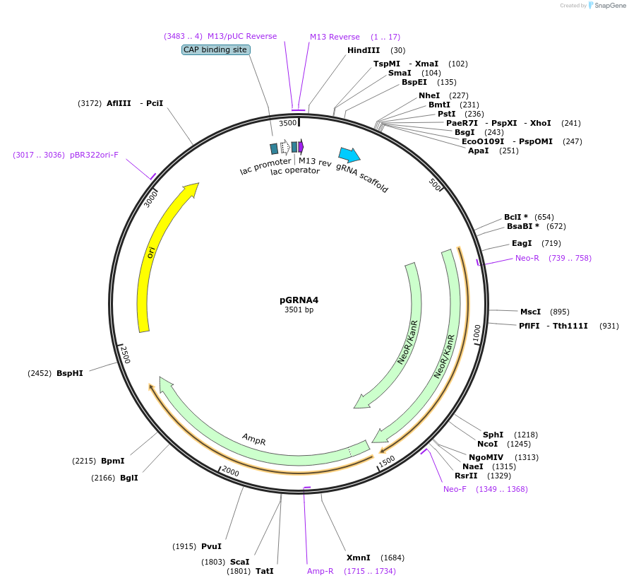 169781-plasmid-map-sequence-id-337783