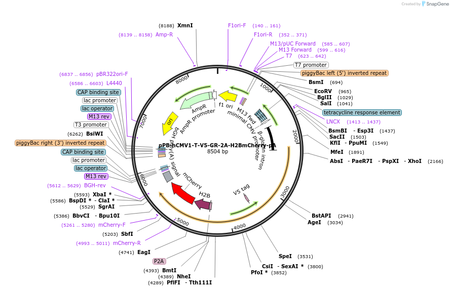 171501-plasmid-map-sequence-id-337832