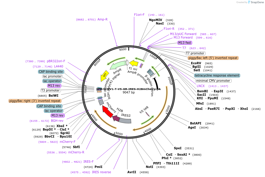 171502-plasmid-map-sequence-id-337835