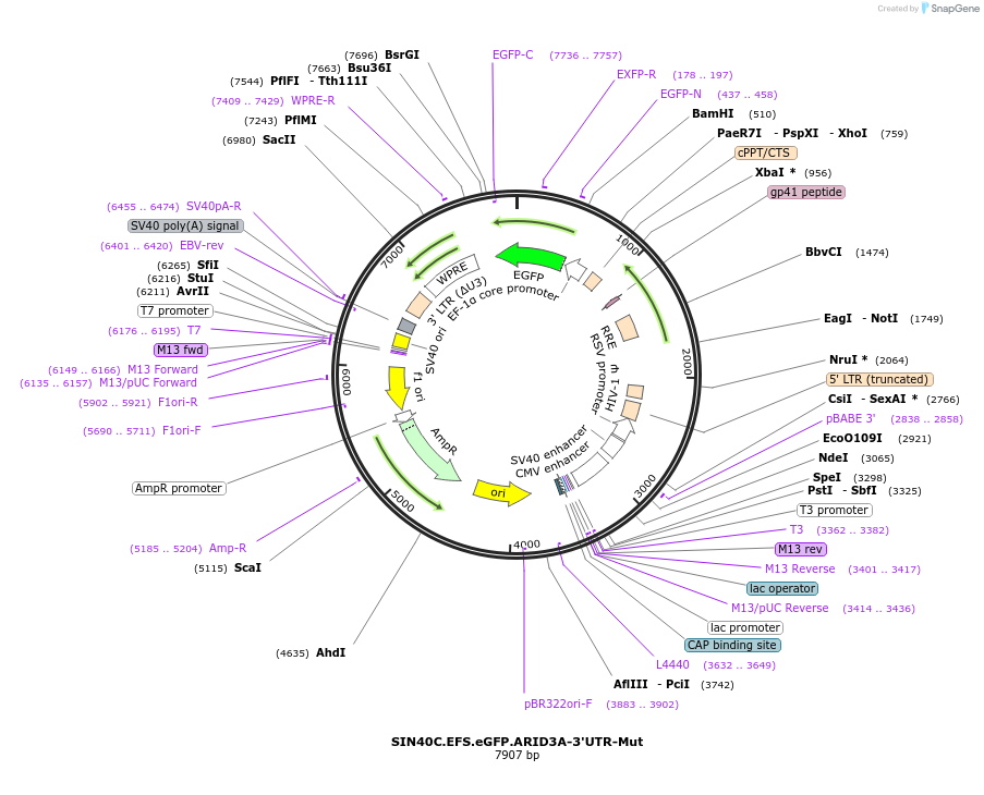 169296-plasmid-map-sequence-id-337837