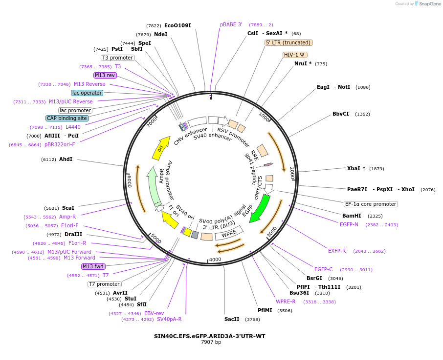 169297-plasmid-map-sequence-id-337857