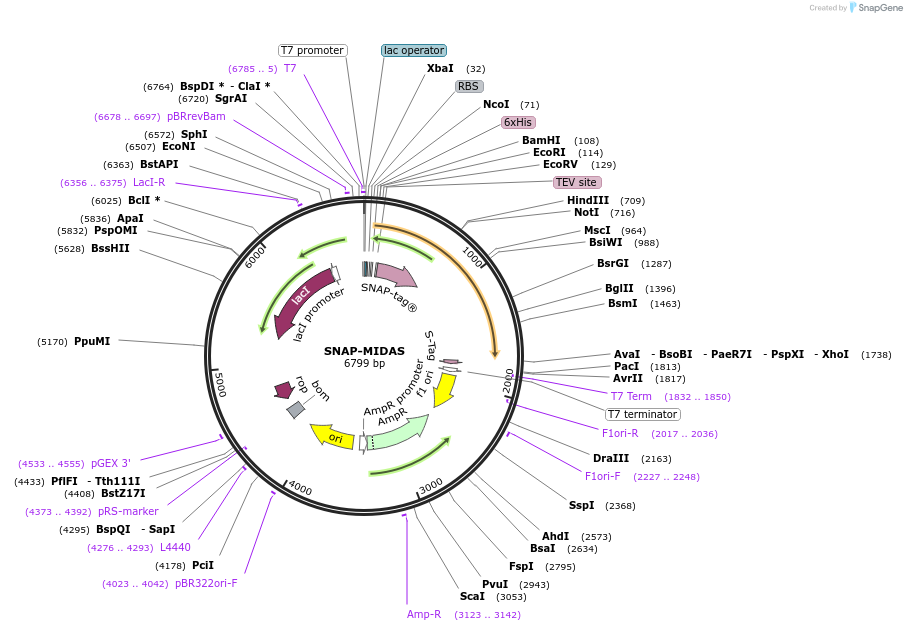 171604-plasmid-map-sequence-id-337859