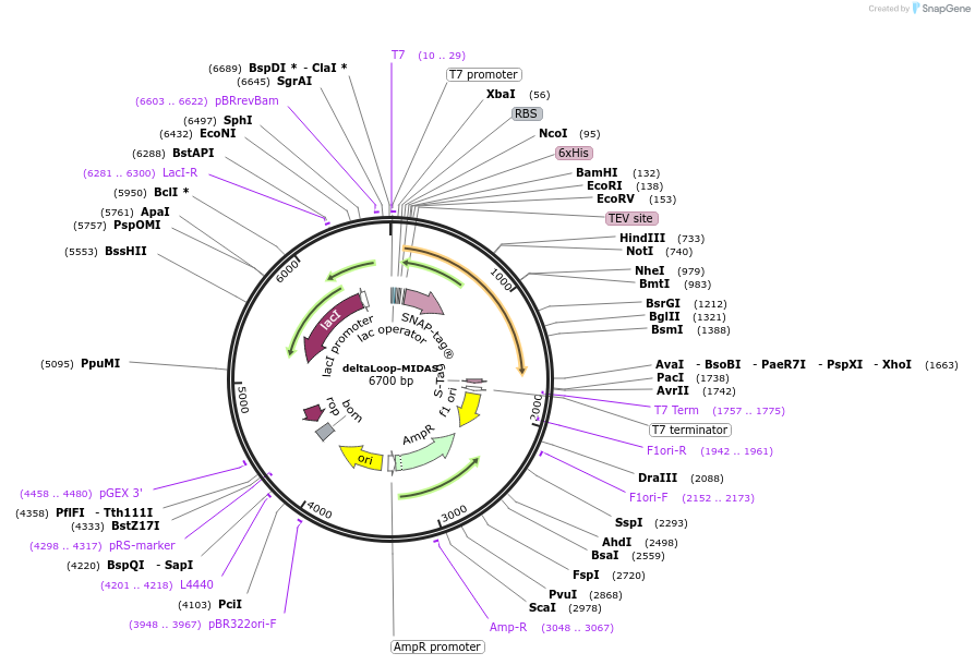 171605-plasmid-map-sequence-id-337861