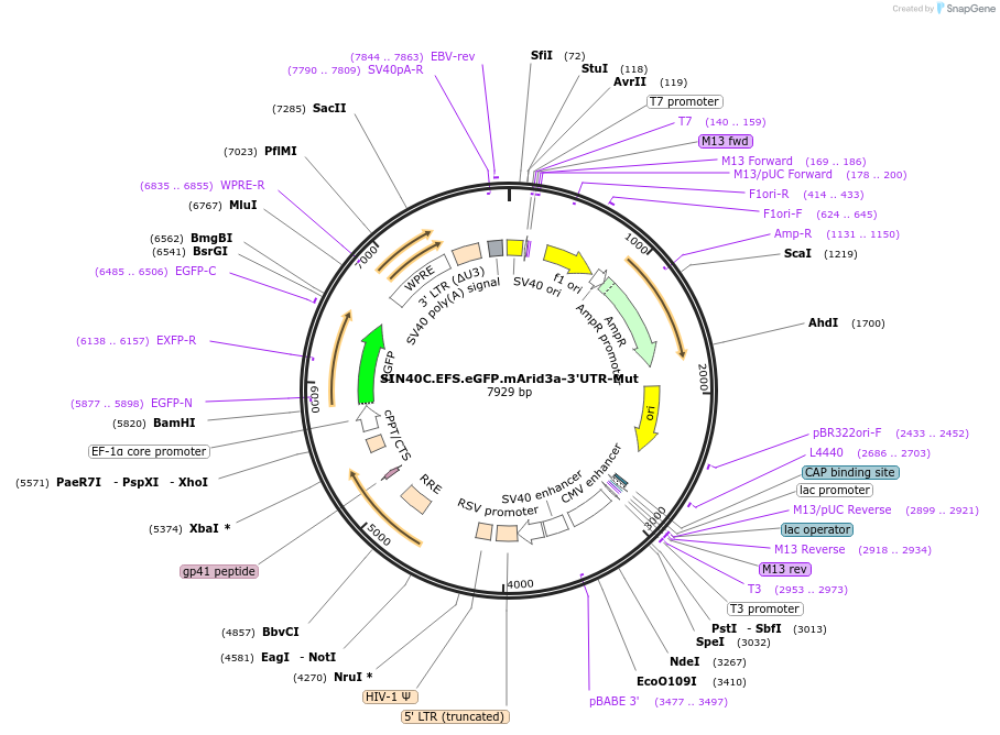 169298-plasmid-map-sequence-id-337864