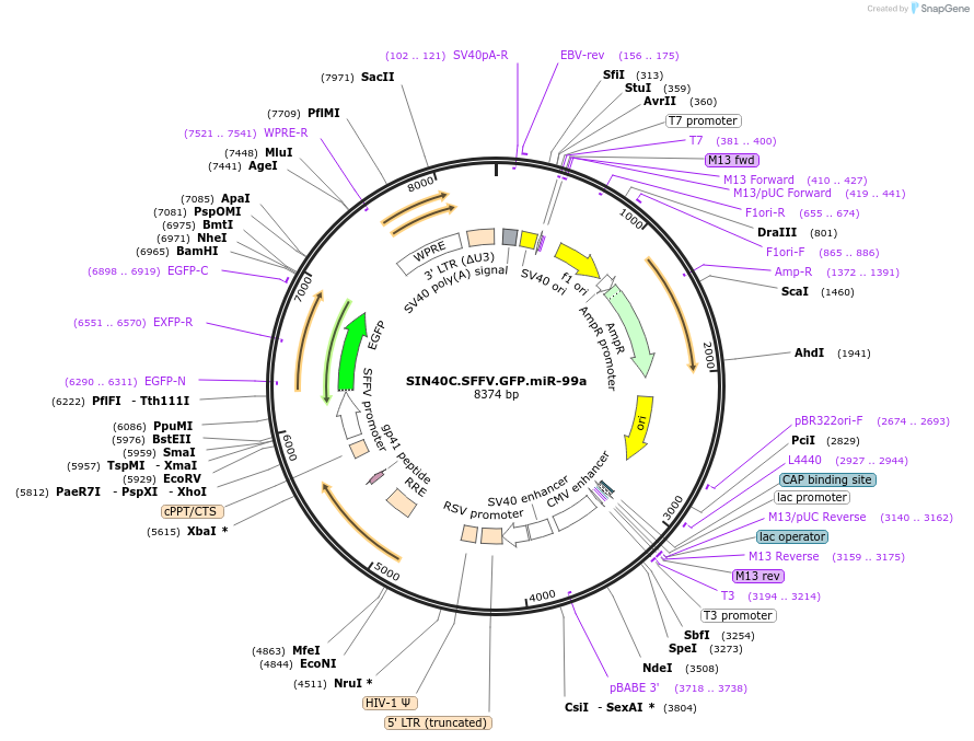 169304-plasmid-map-sequence-id-337865