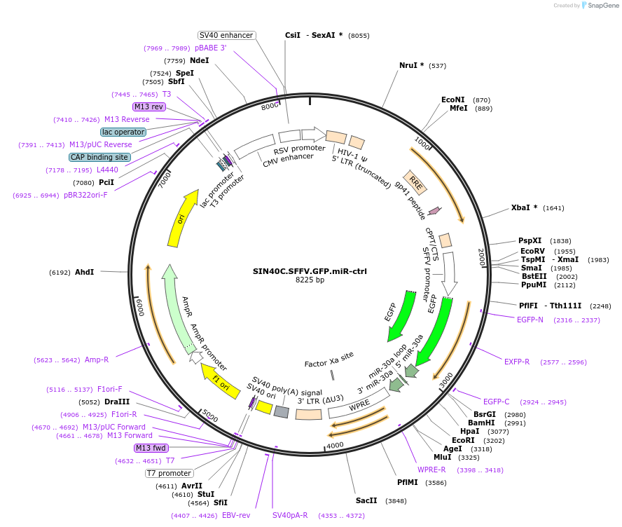 169305-plasmid-map-sequence-id-337869