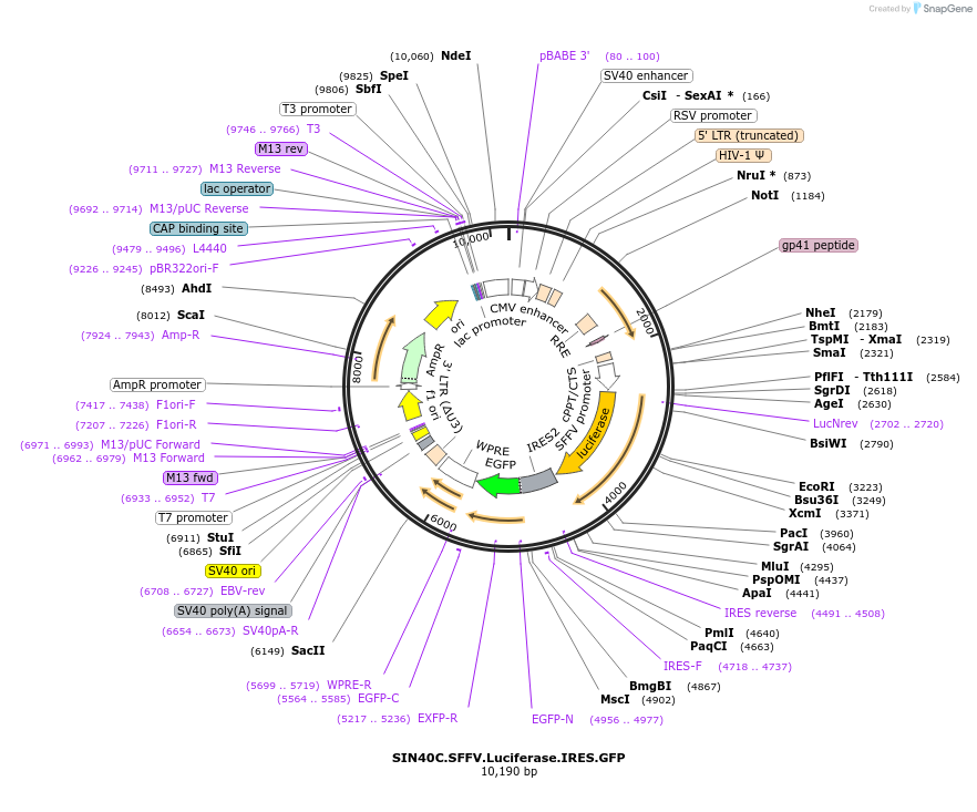 169308-plasmid-map-sequence-id-337870